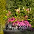 RHAPHIOLEPIS delacourii 'Coates Crimson' 