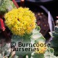 Small image of RHODIOLA