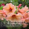 RHODODENDRON 'Apricot Nectar'  