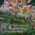 RHODODENDRON 'Bernstein'  