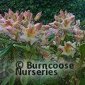 RHODODENDRON 'Bernstein'  
