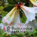 Photo of RHODODENDRON 'Bert's Own'  