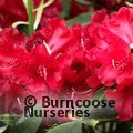 RHODODENDRON 'Black Magic'  