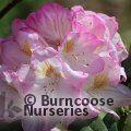 RHODODENDRON 'Brigitte'  