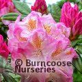 RHODODENDRON 'Brigitte'  