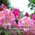 RHODODENDRON 'Brigitte'  