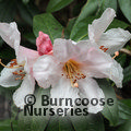 RHODODENDRON crassum  