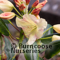 RHODODENDRON 'Crest' (Hawk Group)  
