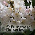 RHODODENDRON 'Cunningham's White'  