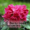 RHODODENDRON 'Cynthia'  