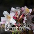 RHODODENDRON formosum  