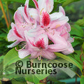 RHODODENDRON 'Furnivall's Daughter'  