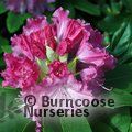 RHODODENDRON 'Germania'  