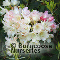 RHODODENDRON 'Golden Torch'  