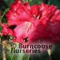 RHODODENDRON 'Hallelujah'  