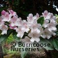 RHODODENDRON 'Halopeanum'  