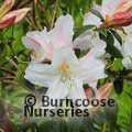 RHODODENDRON 'Harry Tagg'  
