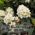 RHODODENDRON 'Madame Masson'  