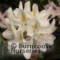 RHODODENDRON 'Madame Masson'  