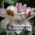 RHODODENDRON 'Mrs T.H. Lowinsky'  