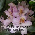 RHODODENDRON 'Mrs T.H. Lowinsky'  