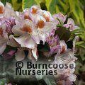 RHODODENDRON 'Mrs T.H. Lowinsky'  