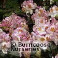 RHODODENDRON 'Mrs T.H. Lowinsky'  