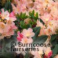 RHODODENDRON 'Percy Wiseman'  