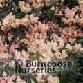 RHODODENDRON 'Percy Wiseman'  
