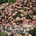RHODODENDRON 'Percy Wiseman'  