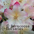 RHODODENDRON 'Percy Wiseman'  