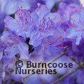 RHODODENDRON 'Saint Tudy'  