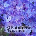 RHODODENDRON 'Saint Tudy'  