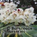RHODODENDRON sinogrande  