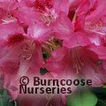 RHODODENDRON 'Sneezy'  