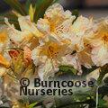 RHODODENDRON 'Tortoiseshell Champagne'  
