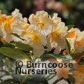 RHODODENDRON 'Tortoiseshell Champagne'  