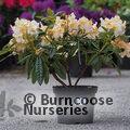 RHODODENDRON 'Tortoiseshell Champagne'  