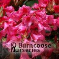 RHODODENDRON 'Winsome'  