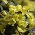 RHODODENDRON 'Yellow Hammer'  