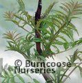 Small image of RHUS