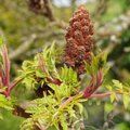 RHUS typhina  