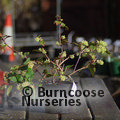 RIBES laurifolium  