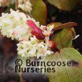 RIBES laurifolium 'Amy Doncaster' 