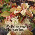 RIBES laurifolium 'Amy Doncaster' 