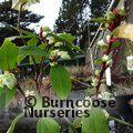 RIBES laurifolium 'Amy Doncaster' 