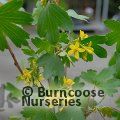 Small image of RIBES