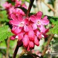 Small image of CURRANTS - see RIBES