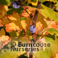 Small image of RIBES
