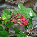 RIBES sanguineum 'Pulborough Scarlet' 